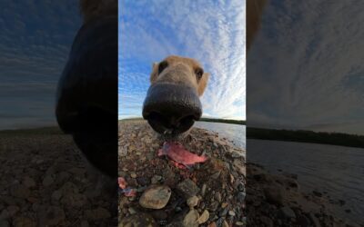 GoPro | Alaskan Brown Bear Encounter 🎬 Casey Cooper #Shorts #Wildlife