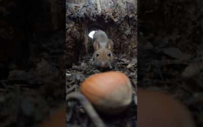 🐭 The perfect crime… Caught on the tiny mighty action cam #Insta360 #Insta360GO3 #mouse #shorts