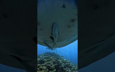 GoPro | Massive Manta Ray Encounter 🎬 Sumire Kamiya #Shorts #MantaRay