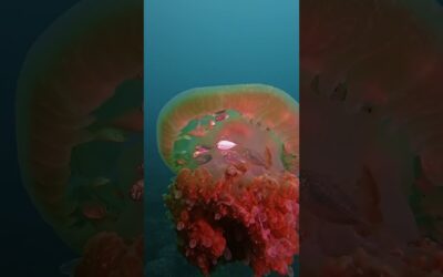 GoPro | Jellyfish Symbiosis Captured in 4K 🎬 Shaiful Azwan Khairul Anim #Shorts #Wildlife