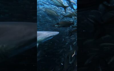 GoPro | Reef Shark Hunting in Slo-Mo 🎬 Kevin Falcones #Shorts #SharkWeek