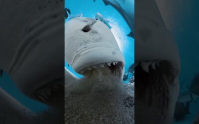 #Insta360X4 = certified sharkproof 🦈 Head to our Instagram to see how you can help! #Insta360 #fyp