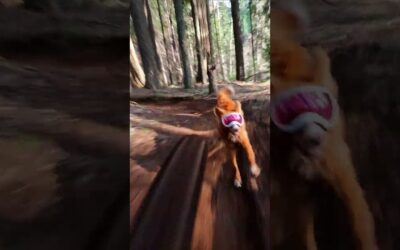 GoPro | Outdoor Zoomies 🎬 Zachary Heath #Shorts #Dogs