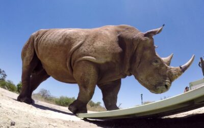 GoPro Cause: The Last of the Rhinos