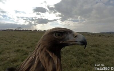 Insta360 ONE – Tilly The Falcon