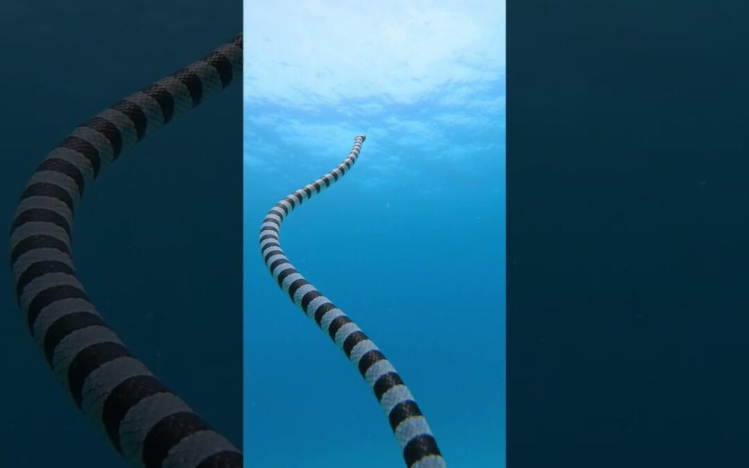 GoPro | Highly Venomous Sea Snake 🎬 Ke Han Koh #Shorts #Ocean