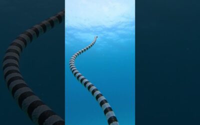 GoPro | Highly Venomous Sea Snake 🎬 Ke Han Koh #Shorts #Ocean