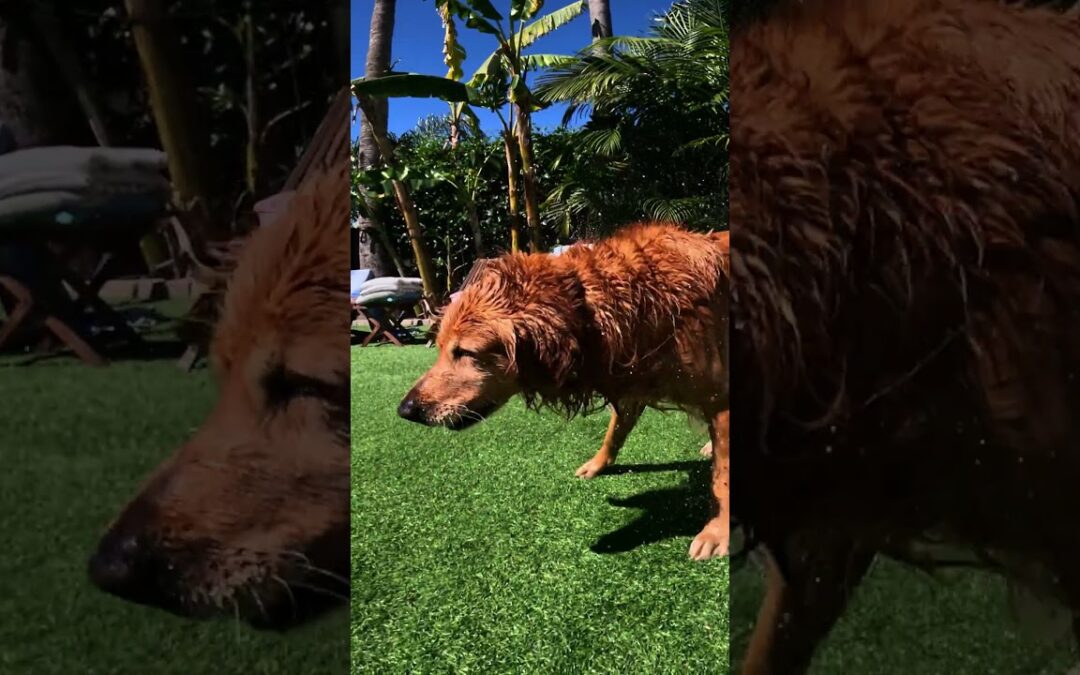 Adorable Golden Retriever Pool Day 🎬 Rudder the Golden #Shorts #HyperSmooth