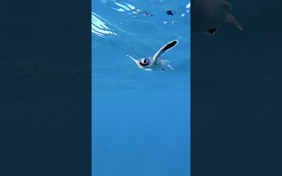 Beat the Monday blues by watching this lil guy swim his heart out😍#insta360 #worldturtleday #shorts