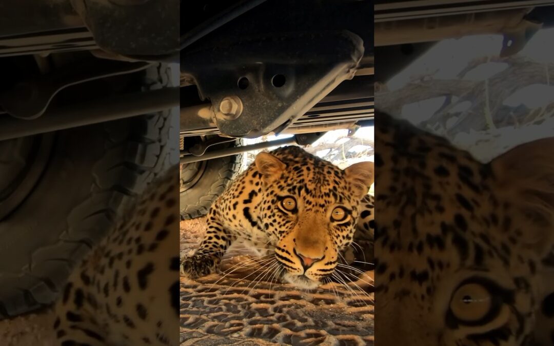 🐆: Excuse me? Can I help you? 😂 #Insta360 #leopard #wildlife #videography #southafrica #shorts #fyp