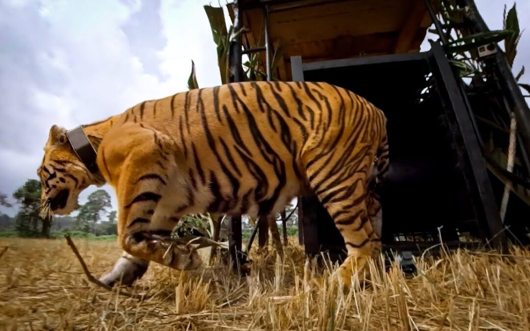 GoPro Cause: Let the Tiger Go