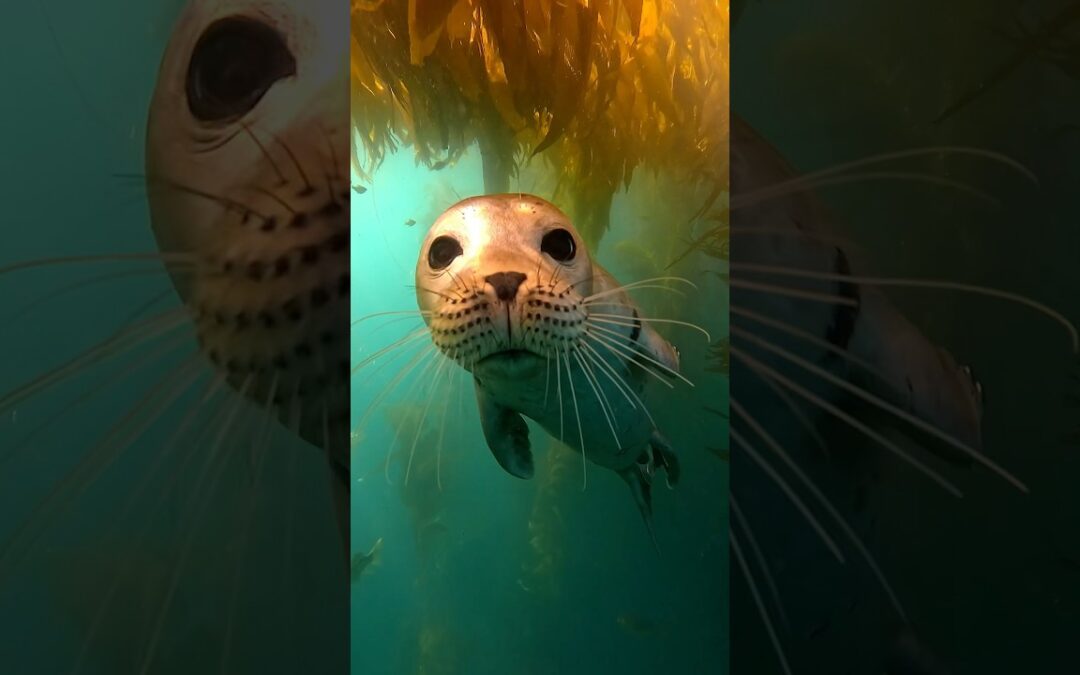 Curious Harbor Seal Kisses GoPro 🎬 Jordan Manning #Shorts #seal