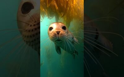 Curious Harbor Seal Kisses GoPro 🎬 Jordan Manning #Shorts #seal