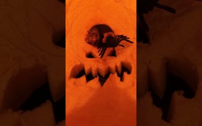 Ever seen a pumpkin POV like this? 🎃 Share yours with #Insta360! #halloween #pumpkin #pov #shorts