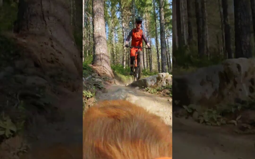 Golden Retriever Films Mountain Biker 🎬 Evan Macalister #Shorts #Dogs