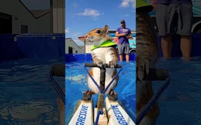 Twiggy the Water Skiing Squirrel 🎬 #Shorts #Animals