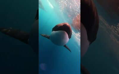 Killer Whales Follow GoPro 🎬 Kyle Hargrave #Shorts #Orcas